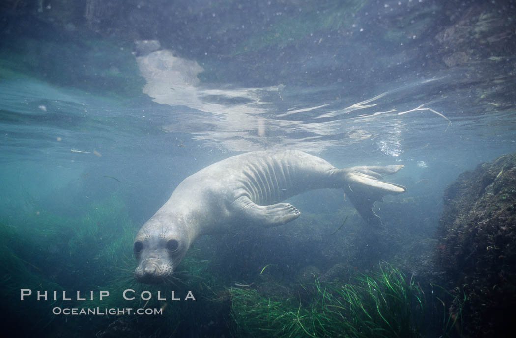 Juvenile northern elephant seal, underwater, San Benito Islands. San Benito Islands (Islas San Benito), Baja California, Mexico, Mirounga angustirostris, natural history stock photograph, photo id 10033