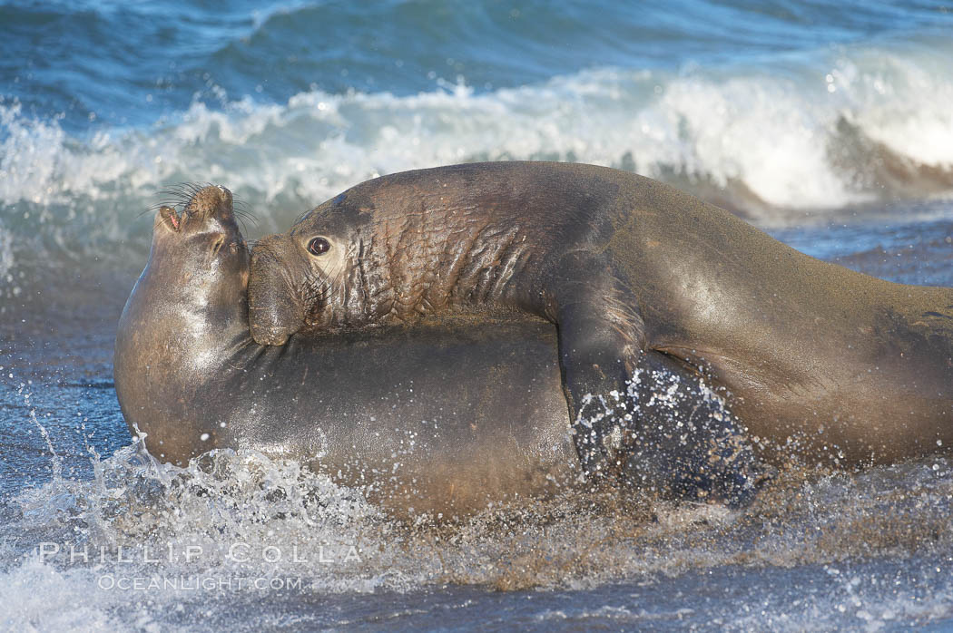 A bull elephant seal forceably mates (copulates) with a much smaller female, often biting her into submission and using his weight to keep her from fleeing.  Males may up to 5000 lbs, triple the size of females.  Sandy beach rookery, winter, Central California. Piedras Blancas, San Simeon, USA, Mirounga angustirostris, natural history stock photograph, photo id 15410