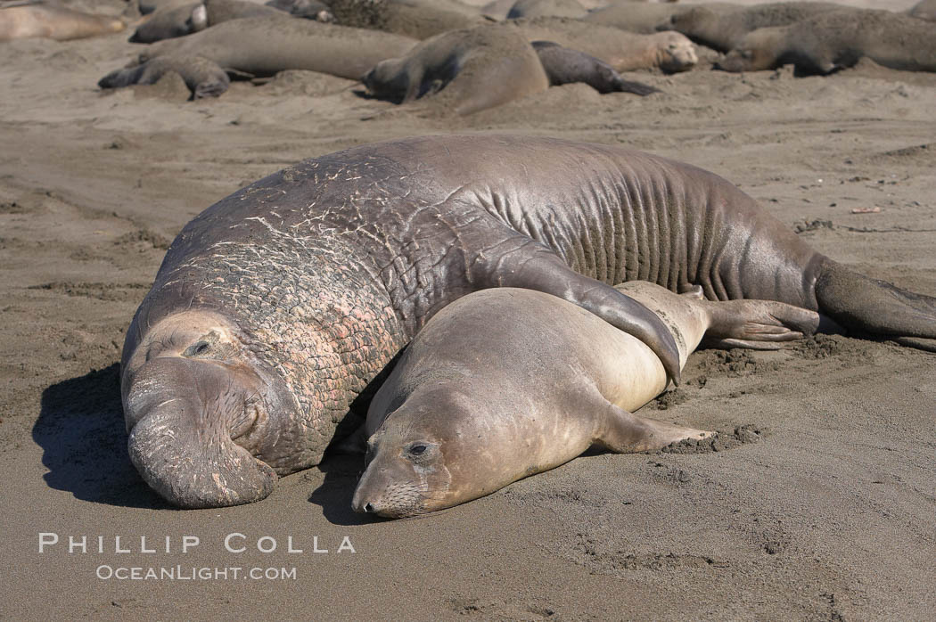 A bull elephant seal forceably mates (copulates) with a much smaller female, often biting her into submission and using his weight to keep her from fleeing.  Males may up to 5000 lbs, triple the size of females.  Sandy beach rookery, winter, Central California. Piedras Blancas, San Simeon, USA, Mirounga angustirostris, natural history stock photograph, photo id 15446
