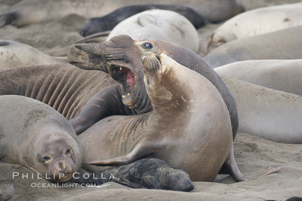 A bull elephant seal forceably mates (copulates) with a much smaller female, often biting her into submission and using his weight to keep her from fleeing.  Males may up to 5000 lbs, triple the size of females.  Sandy beach rookery, winter, Central California. Piedras Blancas, San Simeon, USA, Mirounga angustirostris, natural history stock photograph, photo id 20388
