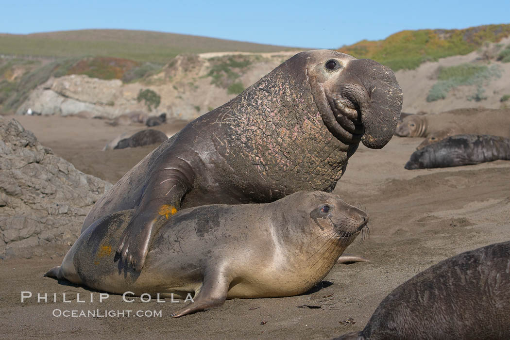 A bull elephant seal forceably mates (copulates) with a much smaller female, often biting her into submission and using his weight to keep her from fleeing.  Males may up to 5000 lbs, triple the size of females.  Sandy beach rookery, winter, Central California. Piedras Blancas, San Simeon, USA, Mirounga angustirostris, natural history stock photograph, photo id 15411