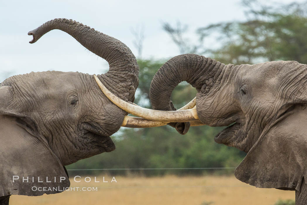 Elephants sparring with tusks. Amboseli National Park, Kenya, Loxodonta africana, natural history stock photograph, photo id 29490