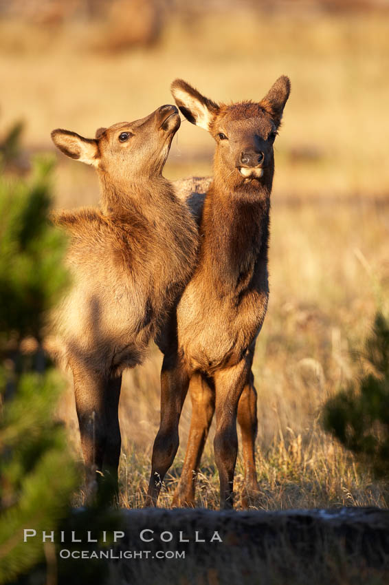 Two young elk at play, autumn, fall. Yellowstone National Park, Wyoming, USA, Cervus canadensis, natural history stock photograph, photo id 19738