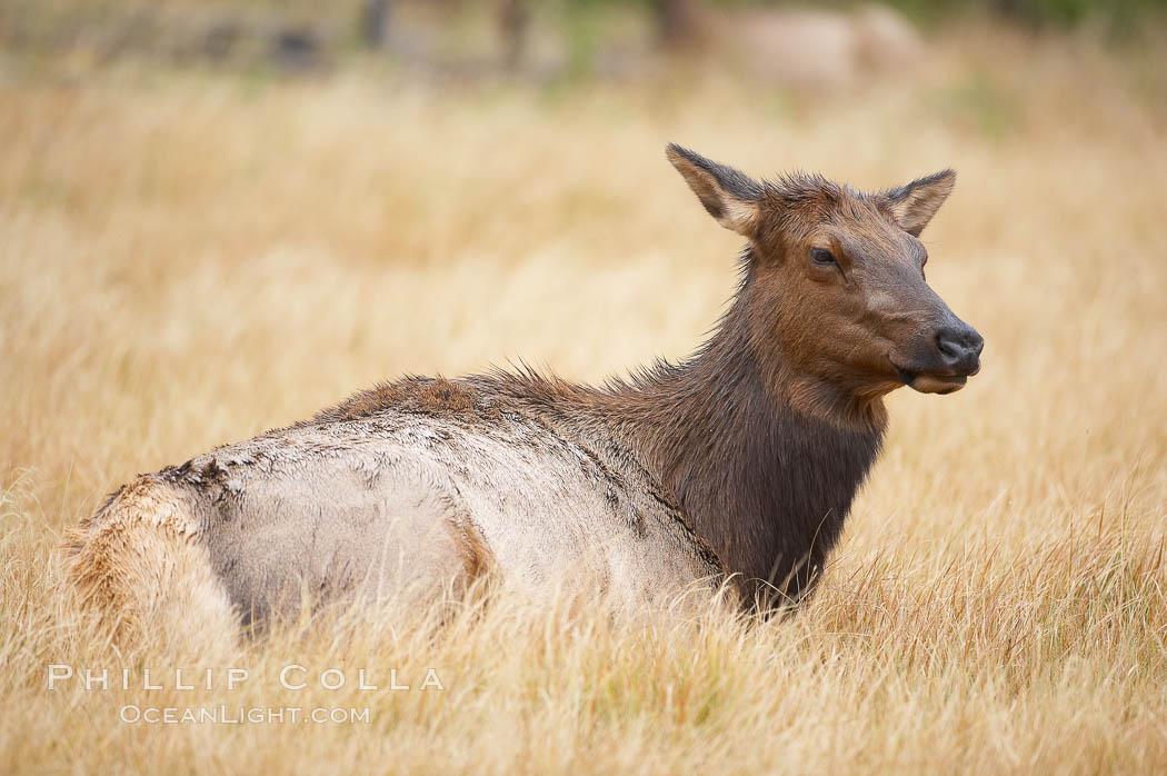 Elk, adult female, rests in grass meadow. Yellowstone National Park, Wyoming, USA, Cervus canadensis, natural history stock photograph, photo id 19742