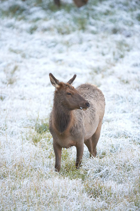 Female elk walks through grass meadow in early autumn snowfall. Yellowstone National Park, Wyoming, USA, Cervus canadensis, natural history stock photograph, photo id 19754