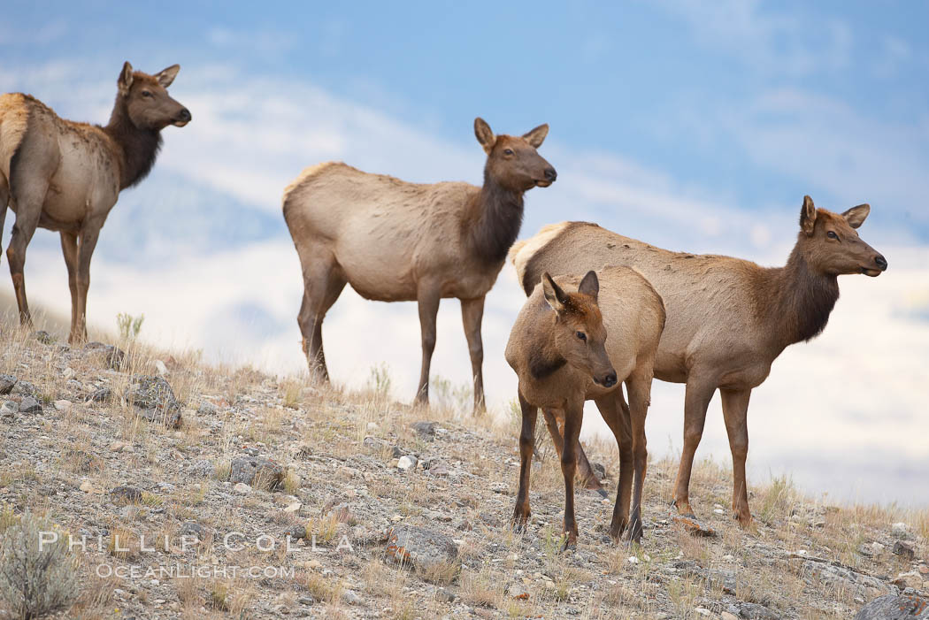 Small group of female and juvenile elk. Mammoth Hot Springs, Yellowstone National Park, Wyoming, USA, Cervus canadensis, natural history stock photograph, photo id 19758