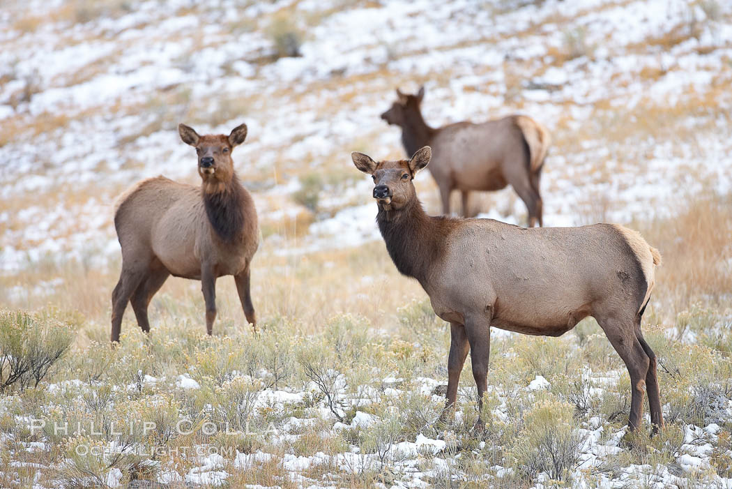 Female elk in early autumn snowfall. Mammoth Hot Springs, Yellowstone National Park, Wyoming, USA, Cervus canadensis, natural history stock photograph, photo id 19762