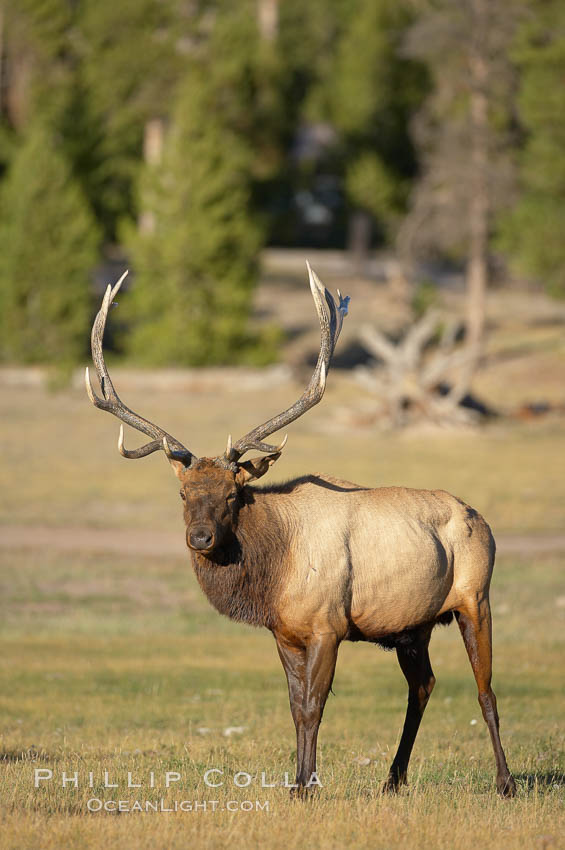 Elk, bull elk, adult male elk with large set of antlers.  By September, this bull elk's antlers have reached their full size and the velvet has fallen off. This bull elk has sparred with other bulls for access to herds of females in estrous and ready to mate. Yellowstone National Park, Wyoming, USA, Cervus canadensis, natural history stock photograph, photo id 19770