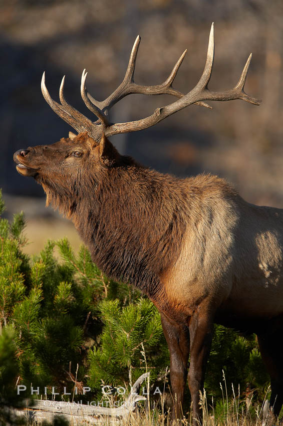 Elk, bull elk, adult male elk with large set of antlers.  By September, this bull elk's antlers have reached their full size and the velvet has fallen off. This bull elk has sparred with other bulls for access to herds of females in estrous and ready to mate. Yellowstone National Park, Wyoming, USA, Cervus canadensis, natural history stock photograph, photo id 19774