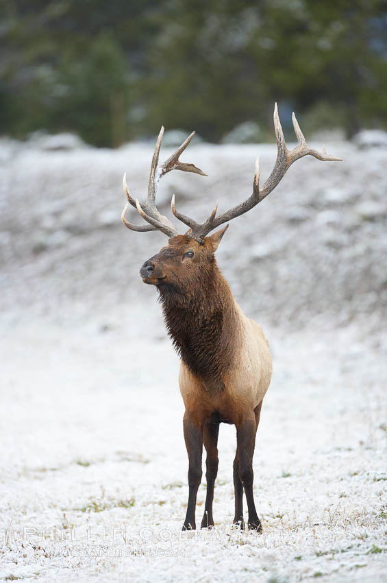 Large male elk (bull) in snow covered meadow near Madison River.  Only male elk have antlers, which start growing in the spring and are shed each winter. The largest antlers may be 4 feet long and weigh up to 40 pounds. Antlers are made of bone which can grow up to one inch per day. While growing, the antlers are covered with and protected by a soft layer of highly vascularised skin known as velvet. The velvet is shed in the summer when the antlers have fully developed. Bull elk may have six or more tines on each antler, however the number of tines has little to do with the age or maturity of a particular animal. Yellowstone National Park, Wyoming, USA, Cervus canadensis, natural history stock photograph, photo id 19778