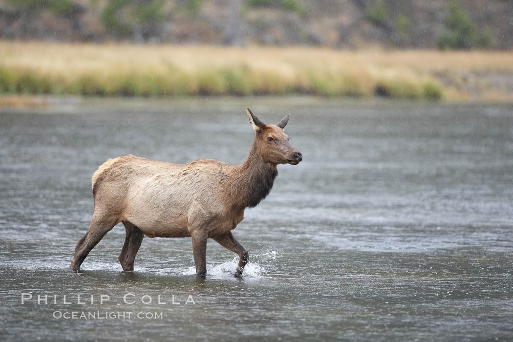 Adult female elk crossing the Madison River, Yellowstone. Yellowstone National Park, Wyoming, USA, Cervus canadensis, natural history stock photograph, photo id 20986