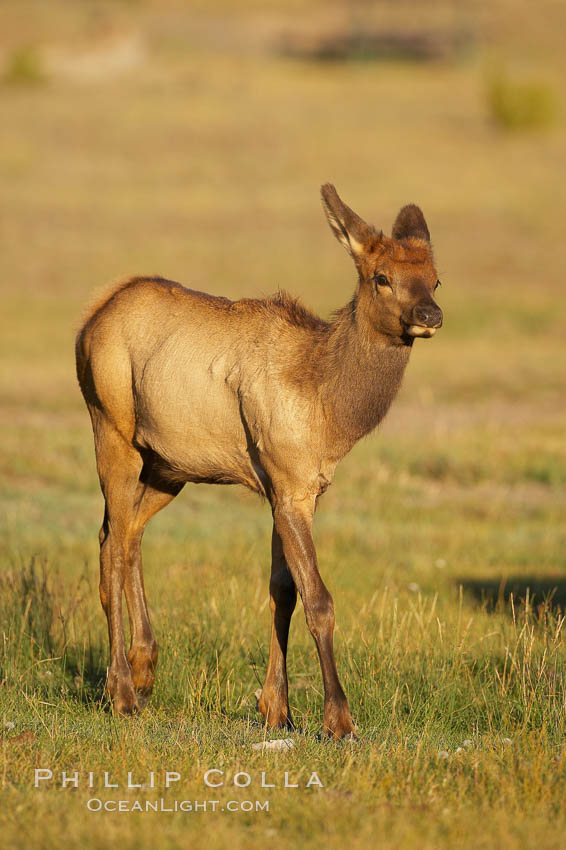 Juvenile elk in golden, late afternoon light, in meadow along Madison River, autumn. Yellowstone National Park, Wyoming, USA, Cervus canadensis, natural history stock photograph, photo id 19720