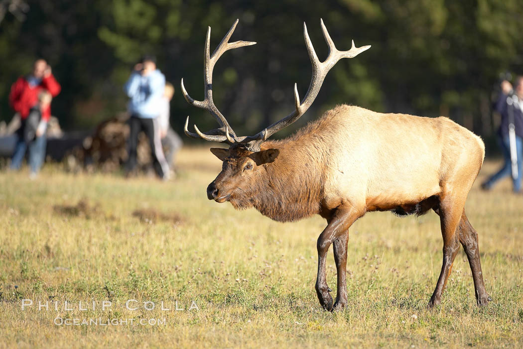 Tourists observe a large male elk, known as a bull, with large set of antlers.  By September, this bull elk's antlers have reached their full size and the velvet has fallen off. This bull elk has sparred with other bulls for access to herds of females in estrous and ready to mate. Yellowstone National Park, Wyoming, USA, Cervus canadensis, natural history stock photograph, photo id 19728