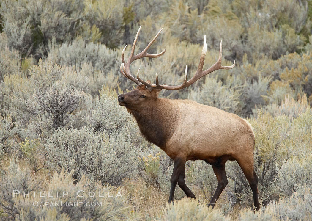 Bull elk in sage brush with large rack of antlers during the fall rut (mating season).  This bull elk has sparred with other bulls to establish his harem of females with which he hopes to mate. Mammoth Hot Springs, Yellowstone National Park, Wyoming, USA, Cervus canadensis, natural history stock photograph, photo id 19744