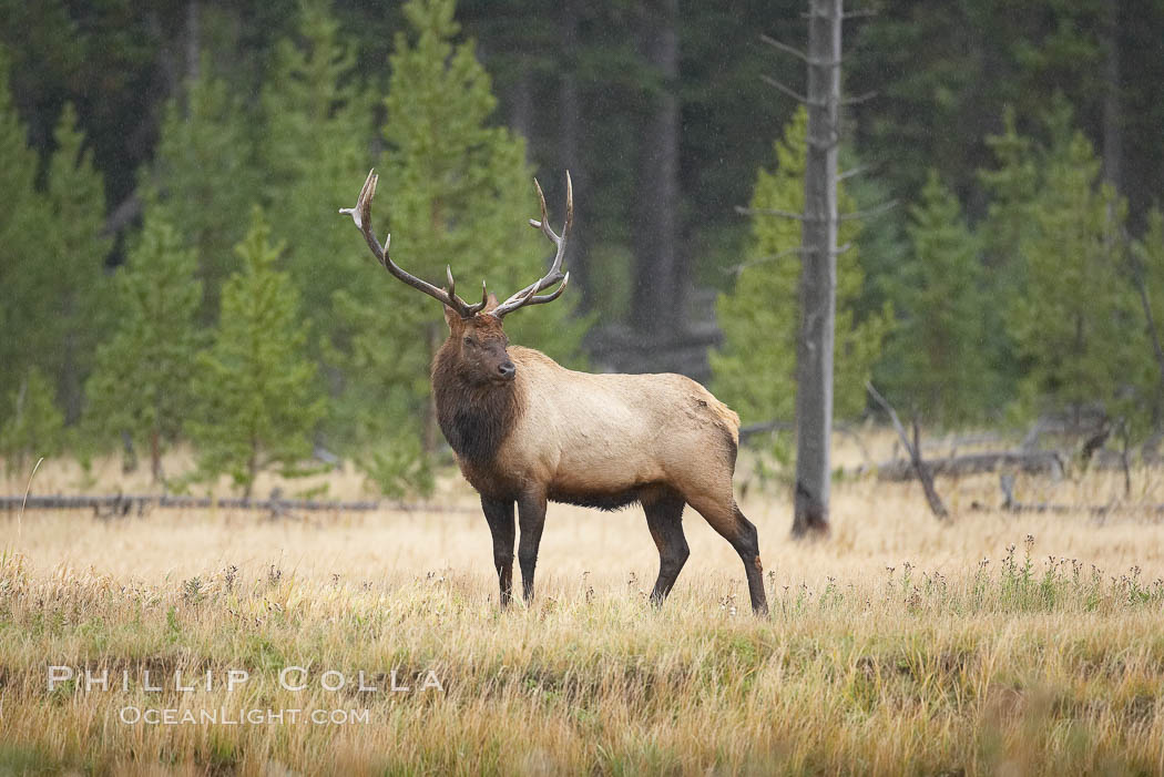 Elk, bull elk, adult male elk with large set of antlers.  By September, this bull elk's antlers have reached their full size and the velvet has fallen off. This bull elk has sparred with other bulls for access to herds of females in estrous and ready to mate. Yellowstone National Park, Wyoming, USA, Cervus canadensis, natural history stock photograph, photo id 19748