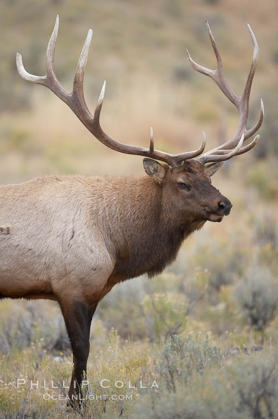 Bull elk in sage brush with large rack of antlers during the fall rut (mating season).  This bull elk has sparred with other bulls to establish his harem of females with which he hopes to mate. Mammoth Hot Springs, Yellowstone National Park, Wyoming, USA, Cervus canadensis, natural history stock photograph, photo id 19752