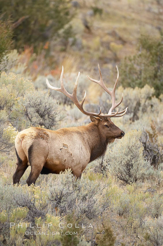 Bull elk in sage brush with large rack of antlers during the fall rut (mating season).  This bull elk has sparred with other bulls to establish his harem of females with which he hopes to mate. Mammoth Hot Springs, Yellowstone National Park, Wyoming, USA, Cervus canadensis, natural history stock photograph, photo id 19768