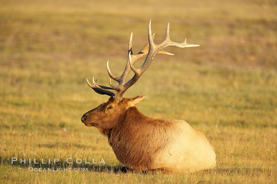 Elk, bull elk, adult male elk with large set of antlers.  By September, this bull elk's antlers have reached their full size and the velvet has fallen off. This bull elk has sparred with other bulls for access to herds of females in estrous and ready to mate. Yellowstone National Park, Wyoming, USA, Cervus canadensis, natural history stock photograph, photo id 19772