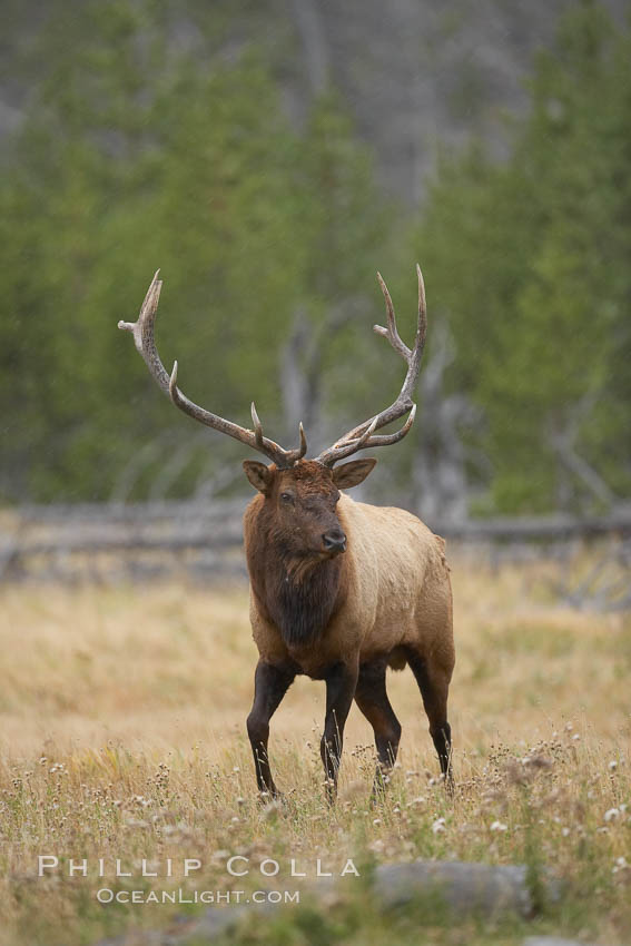 Elk, bull elk, adult male elk with large set of antlers.  By September, this bull elk's antlers have reached their full size and the velvet has fallen off. This bull elk has sparred with other bulls for access to herds of females in estrous and ready to mate. Yellowstone National Park, Wyoming, USA, Cervus canadensis, natural history stock photograph, photo id 19776