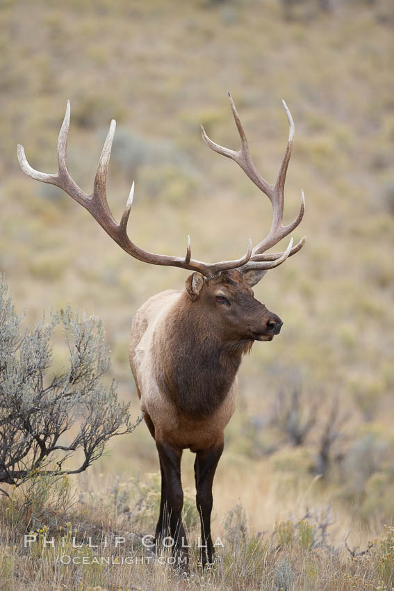 Bull elk in sage brush with large rack of antlers during the fall rut (mating season).  This bull elk has sparred with other bulls to establish his harem of females with which he hopes to mate. Mammoth Hot Springs, Yellowstone National Park, Wyoming, USA, Cervus canadensis, natural history stock photograph, photo id 19780