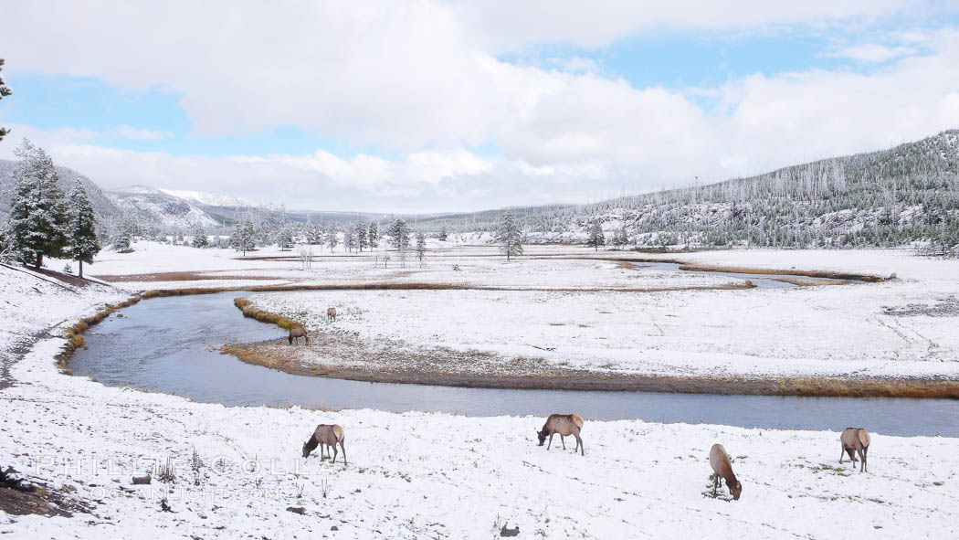 Male elk bugling during the fall rut. Large male elk are known as bulls. Male elk have large antlers which are shed each year. Male elk engage in competitive mating behaviors during the rut, including posturing, antler wrestling and bugling, a loud series of screams which is intended to establish dominance over other males and attract females., Cervus canadensis, natural history stock photograph, photo id 19792