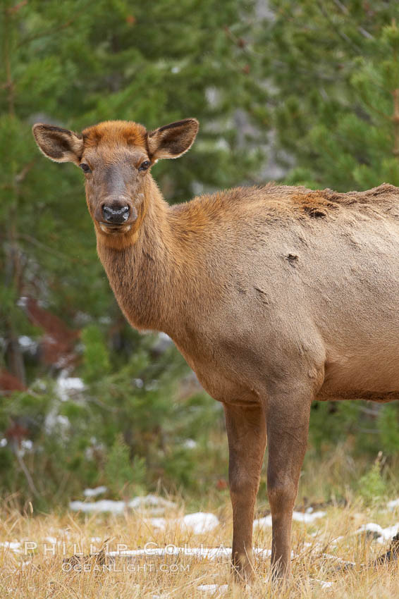 Juvenile elk, autumn. Yellowstone National Park, Wyoming, USA, Cervus canadensis, natural history stock photograph, photo id 19727