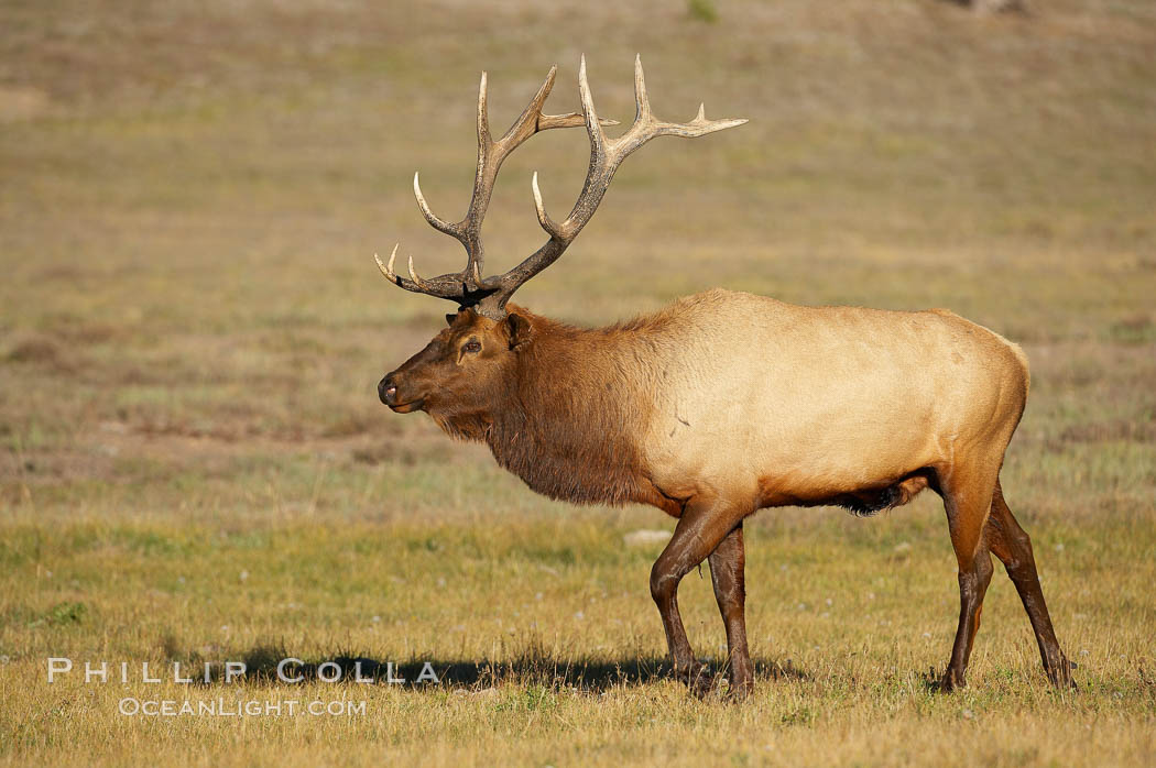 Elk, bull elk, adult male elk with large set of antlers.  By September, this bull elk's antlers have reached their full size and the velvet has fallen off. This bull elk has sparred with other bulls for access to herds of females in estrous and ready to mate. Yellowstone National Park, Wyoming, USA, Cervus canadensis, natural history stock photograph, photo id 19763