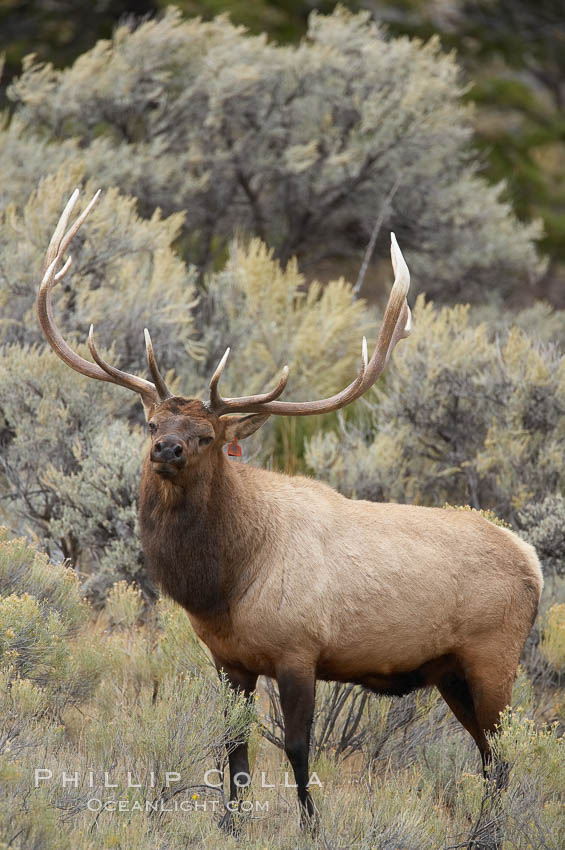 Bull elk in sage brush with large rack of antlers during the fall rut (mating season).  This bull elk has sparred with other bulls to establish his harem of females with which he hopes to mate. Mammoth Hot Springs, Yellowstone National Park, Wyoming, USA, Cervus canadensis, natural history stock photograph, photo id 19779