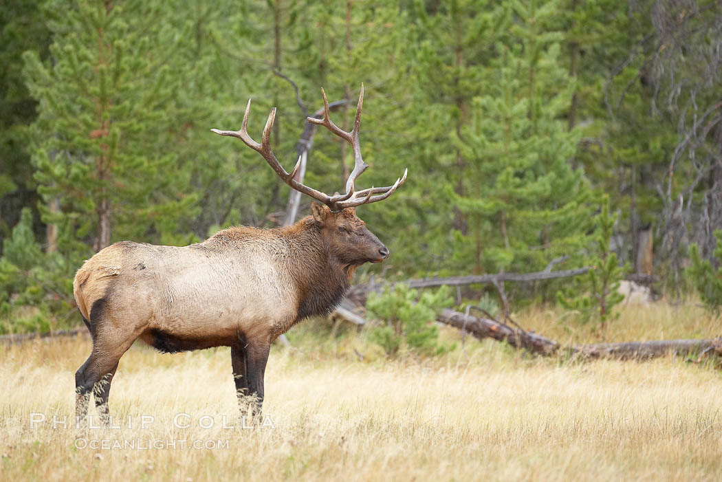 Elk, bull elk, adult male elk with large set of antlers.  By September, this bull elk's antlers have reached their full size and the velvet has fallen off. This bull elk has sparred with other bulls for access to herds of females in estrous and ready to mate. Yellowstone National Park, Wyoming, USA, Cervus canadensis, natural history stock photograph, photo id 19783