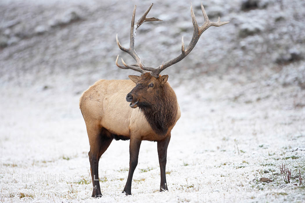 Elk. Madison River, Yellowstone National Park, Wyoming, USA, Cervus canadensis, natural history stock photograph, photo id 20991