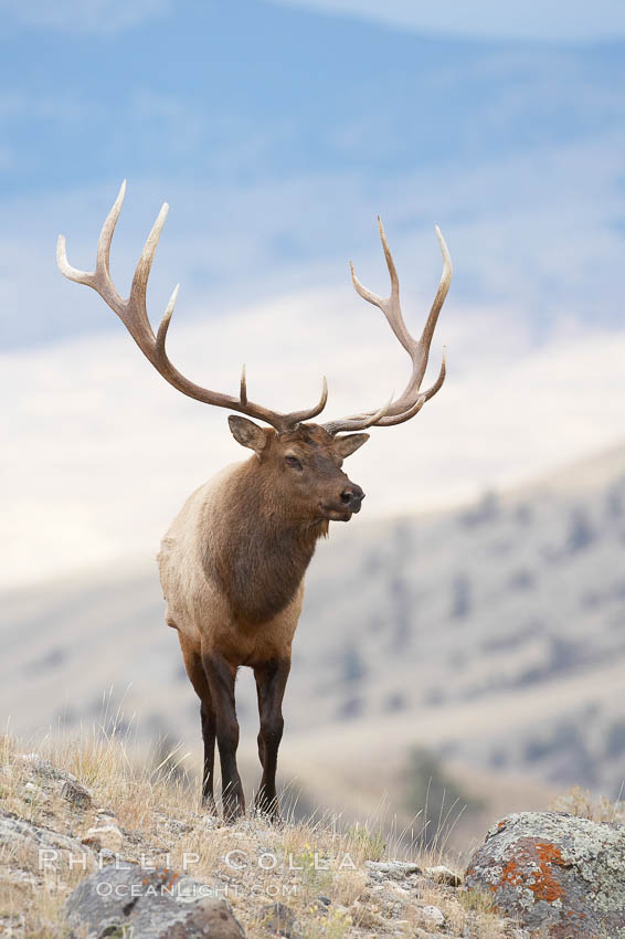 Elk, bull elk, adult male elk with large set of antlers.  By September, this bull elk's antlers have reached their full size and the velvet has fallen off. This bull elk has sparred with other bulls for access to herds of females in estrous and ready to mate. Mammoth Hot Springs, Yellowstone National Park, Wyoming, USA, Cervus canadensis, natural history stock photograph, photo id 19721