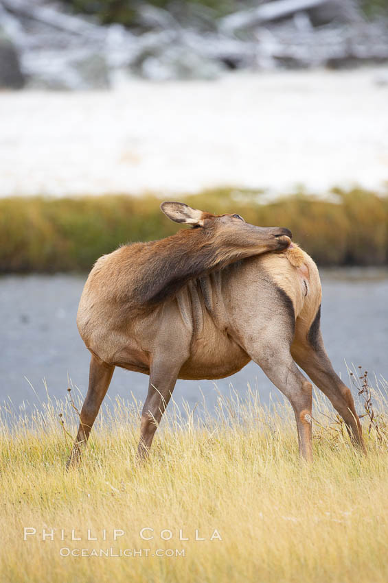 Male elk bugling during the fall rut. Large male elk are known as bulls. Male elk have large antlers which are shed each year. Male elk engage in competitive mating behaviors during the rut, including posturing, antler wrestling and bugling, a loud series of screams which is intended to establish dominance over other males and attract females. Madison River, Yellowstone National Park, Wyoming, USA, Cervus canadensis, natural history stock photograph, photo id 19733