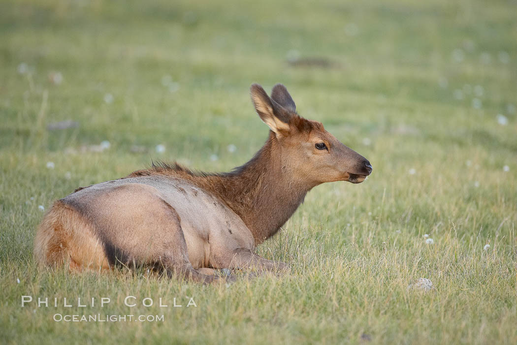 Elk, juvenile, rests in grass meadow. Yellowstone National Park, Wyoming, USA, Cervus canadensis, natural history stock photograph, photo id 19753
