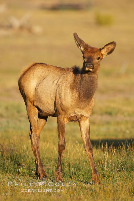 Juvenile elk in golden, late afternoon light, in meadow along Madison River, autumn. Yellowstone National Park, Wyoming, USA, Cervus canadensis, natural history stock photograph, photo id 19765