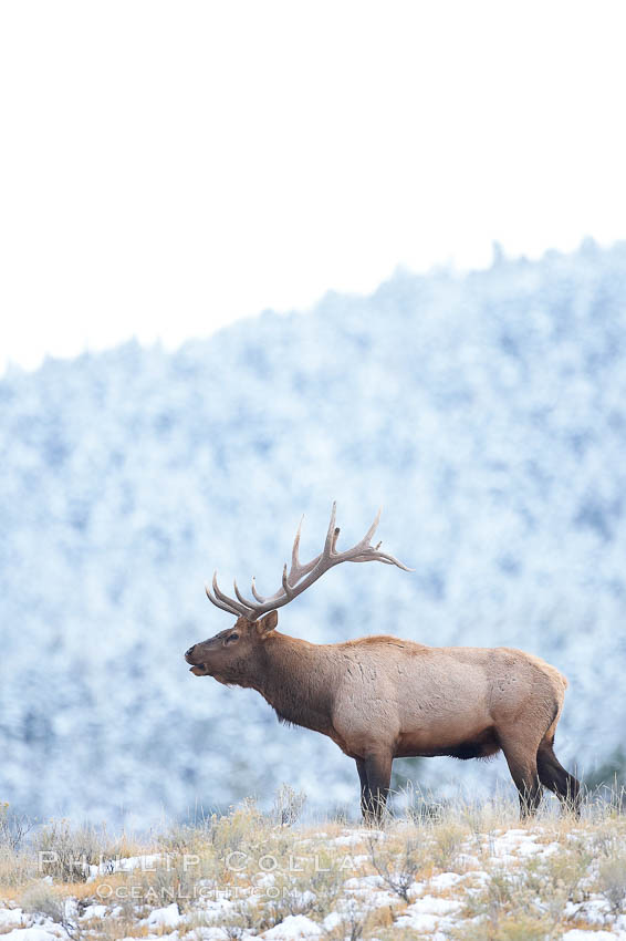 Elk, bull elk, adult male elk with large set of antlers.  By September, this bull elk's antlers have reached their full size and the velvet has fallen off. This bull elk has sparred with other bulls for access to herds of females in estrous and ready to mate. Mammoth Hot Springs, Yellowstone National Park, Wyoming, USA, Cervus canadensis, natural history stock photograph, photo id 19785