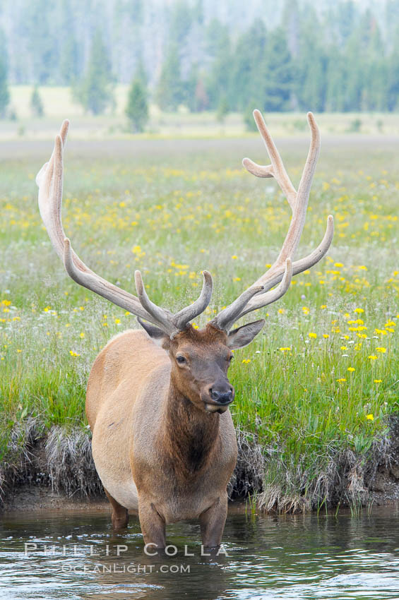 Bull elk, antlers bearing velvet, Gibbon Meadow. Elk are the most abundant large mammal found in Yellowstone National Park. More than 30,000 elk from 8 different herds summer in Yellowstone and approximately 15,000 to 22,000 winter in the park. Bulls grow antlers annually from the time they are nearly one year old. When mature, a bulls rack may have 6 to 8 points or tines on each side and weigh more than 30 pounds. The antlers are shed in March or April and begin regrowing in May, when the bony growth is nourished by blood vessels and covered by furry-looking velvet. Gibbon Meadows, Wyoming, USA, Cervus canadensis, natural history stock photograph, photo id 13234