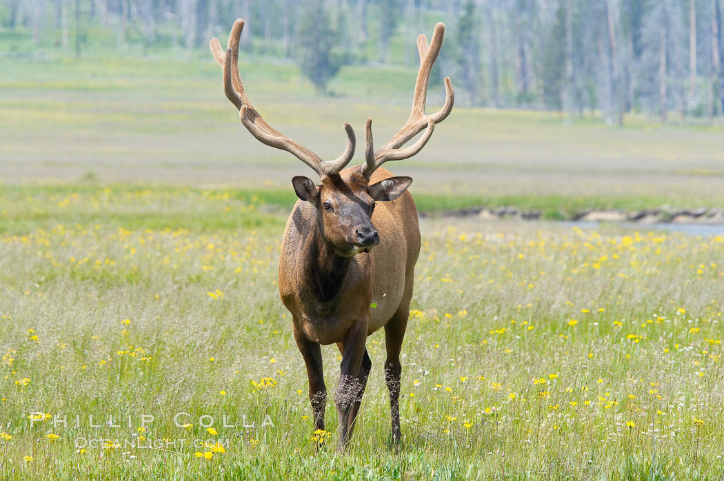 Bull elk, antlers bearing velvet, Gibbon Meadow. Elk are the most abundant large mammal found in Yellowstone National Park. More than 30,000 elk from 8 different herds summer in Yellowstone and approximately 15,000 to 22,000 winter in the park. Bulls grow antlers annually from the time they are nearly one year old. When mature, a bulls rack may have 6 to 8 points or tines on each side and weigh more than 30 pounds. The antlers are shed in March or April and begin regrowing in May, when the bony growth is nourished by blood vessels and covered by furry-looking velvet. Gibbon Meadows, Wyoming, USA, Cervus canadensis, natural history stock photograph, photo id 13258
