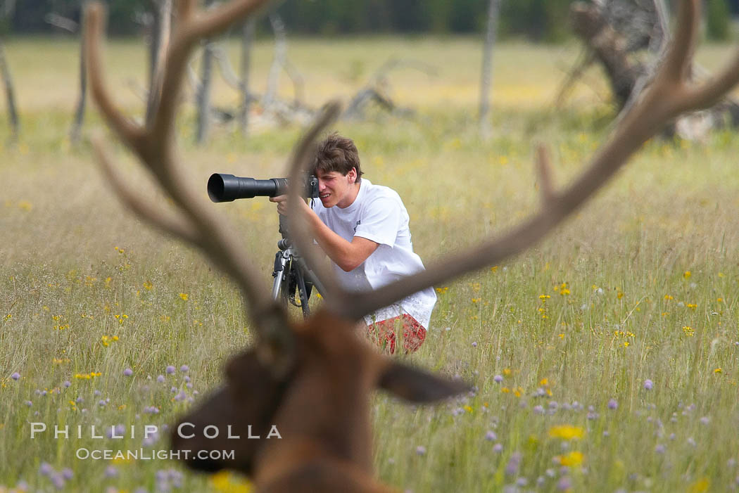 Tourists get a good look at wild elk who have become habituated to human presence in Yellowstone National Park. Wyoming, USA, Cervus canadensis, natural history stock photograph, photo id 13262