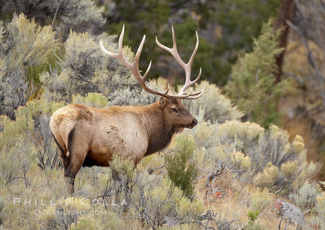 Bull elk in sage brush with large rack of antlers during the fall rut (mating season).  This bull elk has sparred with other bulls to establish his harem of females with which he hopes to mate. Mammoth Hot Springs, Yellowstone National Park, Wyoming, USA, Cervus canadensis, natural history stock photograph, photo id 19702