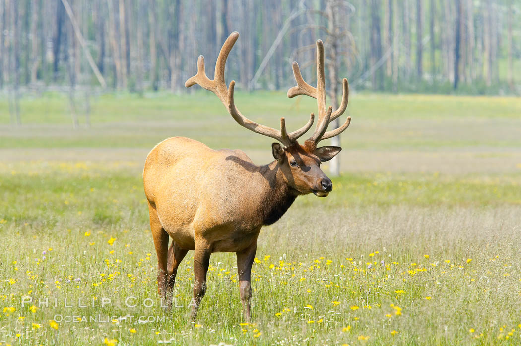 Bull elk, antlers bearing velvet, Gibbon Meadow. Elk are the most abundant large mammal found in Yellowstone National Park. More than 30,000 elk from 8 different herds summer in Yellowstone and approximately 15,000 to 22,000 winter in the park. Bulls grow antlers annually from the time they are nearly one year old. When mature, a bulls rack may have 6 to 8 points or tines on each side and weigh more than 30 pounds. The antlers are shed in March or April and begin regrowing in May, when the bony growth is nourished by blood vessels and covered by furry-looking velvet. Gibbon Meadows, Wyoming, USA, Cervus canadensis, natural history stock photograph, photo id 13232