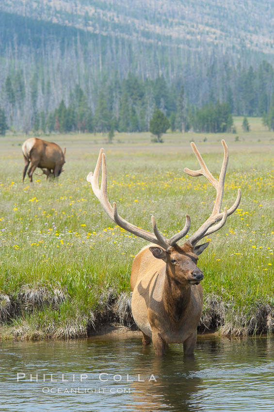 Elk in the Gibbon River. Gibbon Meadows, Yellowstone National Park, Wyoming, USA, Cervus canadensis, natural history stock photograph, photo id 13236