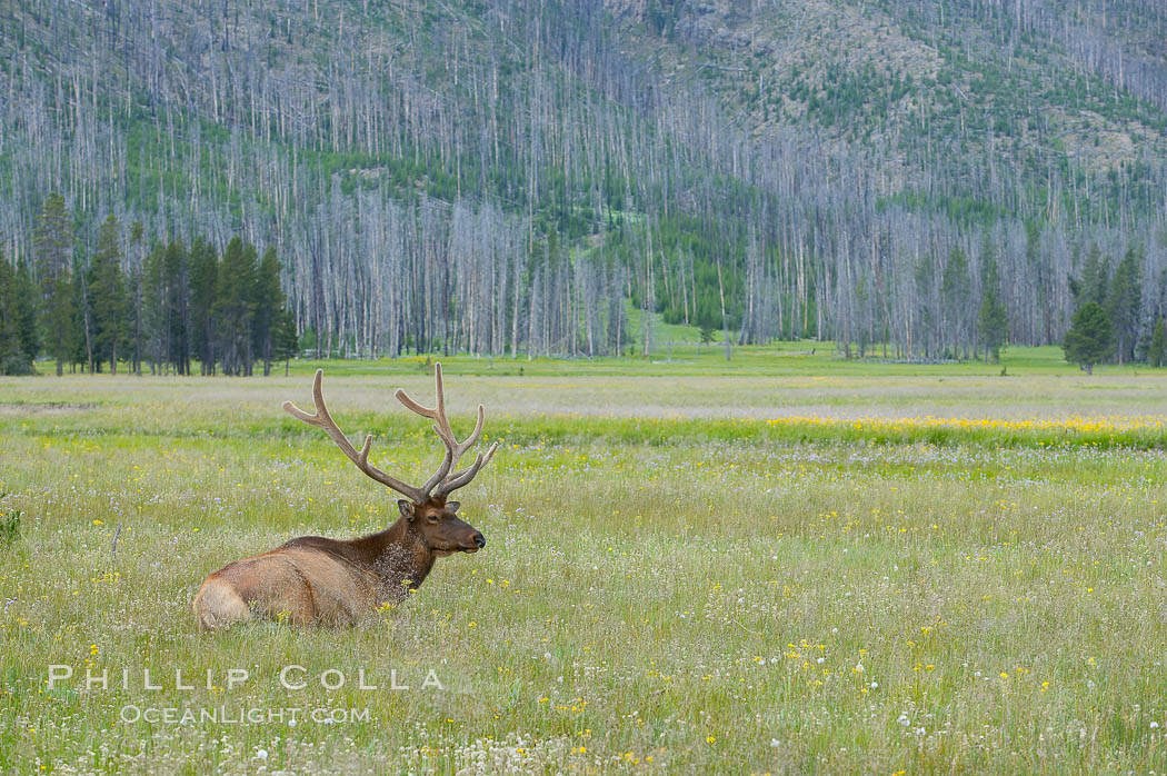 Elk rest in tall grass during the midday heat, Gibbon Meadow. Gibbon Meadows, Yellowstone National Park, Wyoming, USA, Cervus canadensis, natural history stock photograph, photo id 13240
