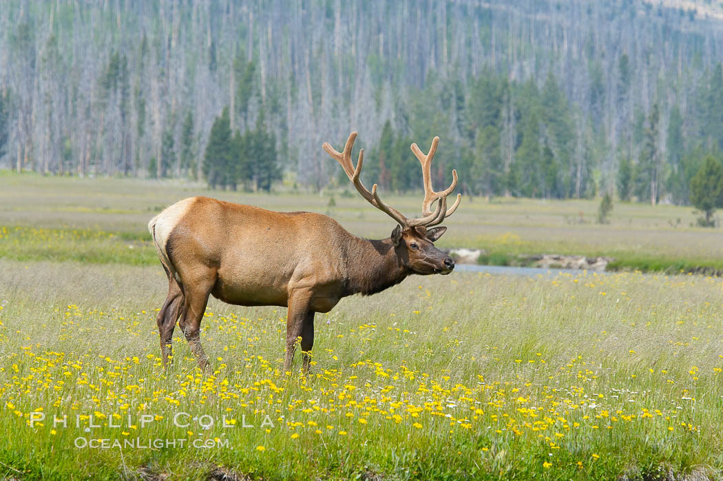 Bull elk, antlers bearing velvet, Gibbon Meadow. Elk are the most abundant large mammal found in Yellowstone National Park. More than 30,000 elk from 8 different herds summer in Yellowstone and approximately 15,000 to 22,000 winter in the park. Bulls grow antlers annually from the time they are nearly one year old. When mature, a bulls rack may have 6 to 8 points or tines on each side and weigh more than 30 pounds. The antlers are shed in March or April and begin regrowing in May, when the bony growth is nourished by blood vessels and covered by furry-looking velvet. Gibbon Meadows, Wyoming, USA, Cervus canadensis, natural history stock photograph, photo id 13244