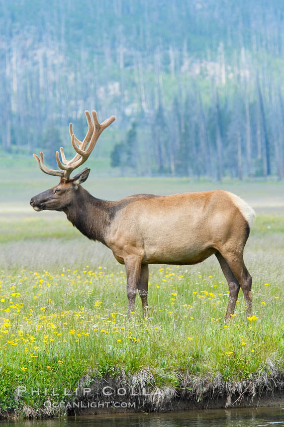 Bull elk, antlers bearing velvet, Gibbon Meadow. Elk are the most abundant large mammal found in Yellowstone National Park. More than 30,000 elk from 8 different herds summer in Yellowstone and approximately 15,000 to 22,000 winter in the park. Bulls grow antlers annually from the time they are nearly one year old. When mature, a bulls rack may have 6 to 8 points or tines on each side and weigh more than 30 pounds. The antlers are shed in March or April and begin regrowing in May, when the bony growth is nourished by blood vessels and covered by furry-looking velvet. Gibbon Meadows, Wyoming, USA, Cervus canadensis, natural history stock photograph, photo id 13256