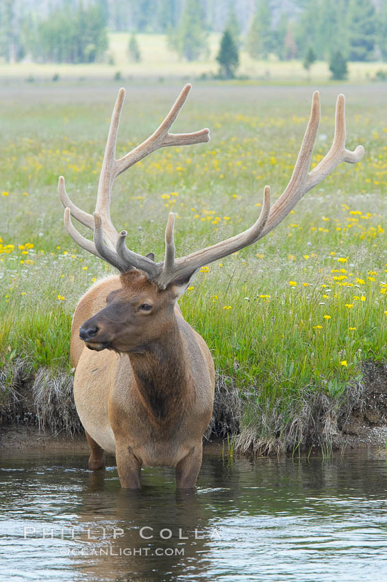 Elk in the Gibbon River. Gibbon Meadows, Yellowstone National Park, Wyoming, USA, Cervus canadensis, natural history stock photograph, photo id 13268