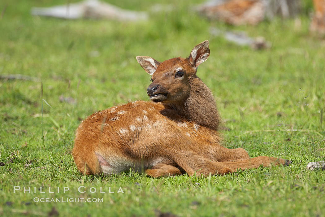 Elk, juvenile., Cervus elaphus, natural history stock photograph, photo id 19104