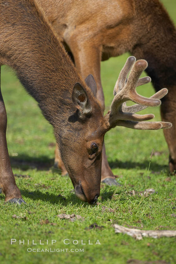 Elk., Cervus elaphus, natural history stock photograph, photo id 19108