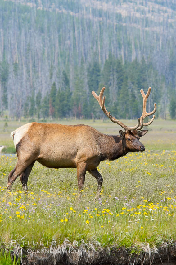 Bull elk, antlers bearing velvet, Gibbon Meadow. Elk are the most abundant large mammal found in Yellowstone National Park. More than 30,000 elk from 8 different herds summer in Yellowstone and approximately 15,000 to 22,000 winter in the park. Bulls grow antlers annually from the time they are nearly one year old. When mature, a bulls rack may have 6 to 8 points or tines on each side and weigh more than 30 pounds. The antlers are shed in March or April and begin regrowing in May, when the bony growth is nourished by blood vessels and covered by furry-looking velvet. Gibbon Meadows, Wyoming, USA, Cervus canadensis, natural history stock photograph, photo id 13231