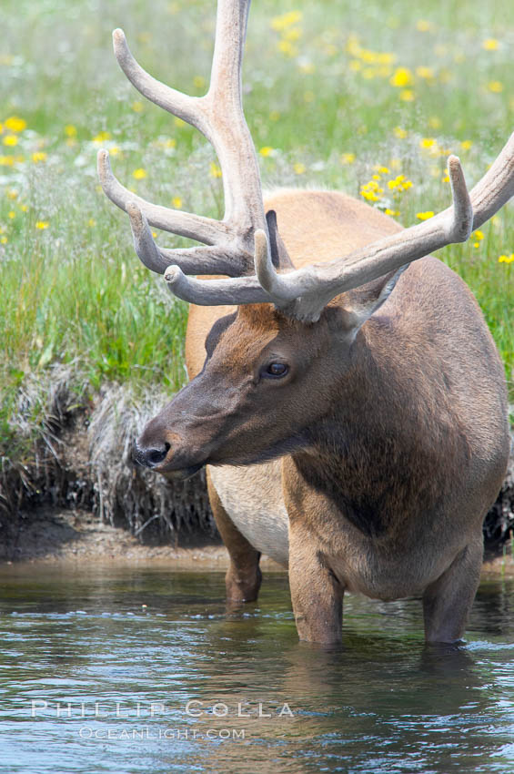 Elk in the Gibbon River. Gibbon Meadows, Yellowstone National Park, Wyoming, USA, Cervus canadensis, natural history stock photograph, photo id 13235