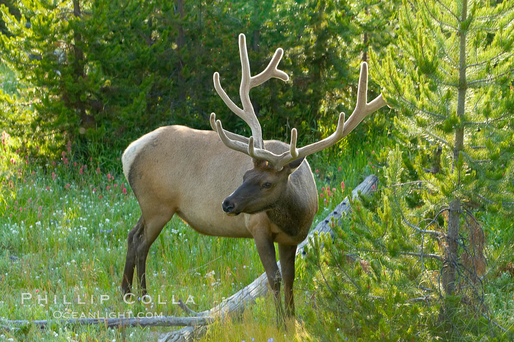 Elk are often found in shady wooded areas during the midday heat, summer. Yellowstone National Park, Wyoming, USA, Cervus canadensis, natural history stock photograph, photo id 13239